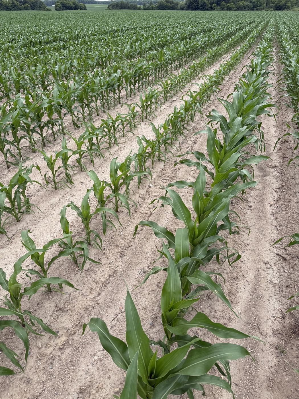 Corn rows showing a visible difference where two 2x2x0 fertilizer rows were plugged