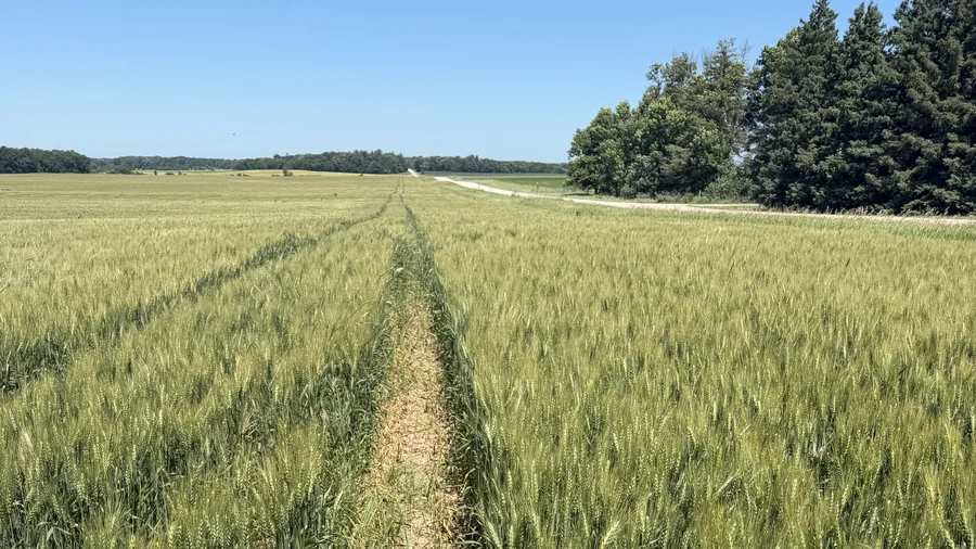 Spring wheat after heading, with wheel tracks leading across the field toward the horizon