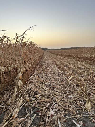Mature dry corn rows at dusk, ready for harvest
