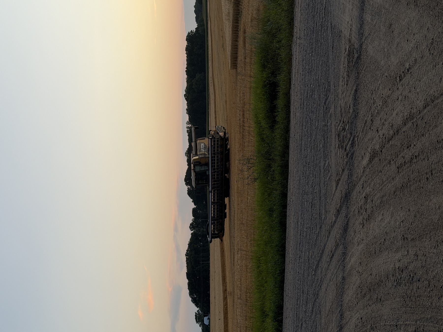 Combine in wheat at dusk, August 2026