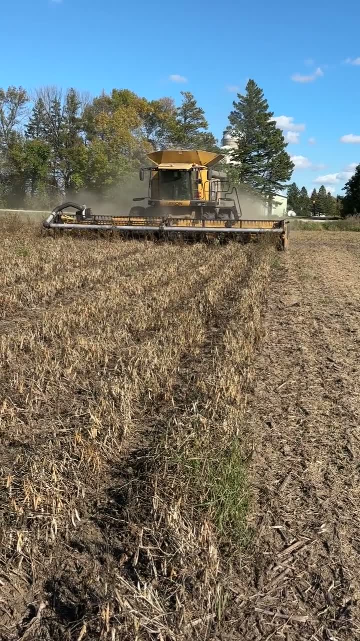 Combine picking up windrowed black turtle beans