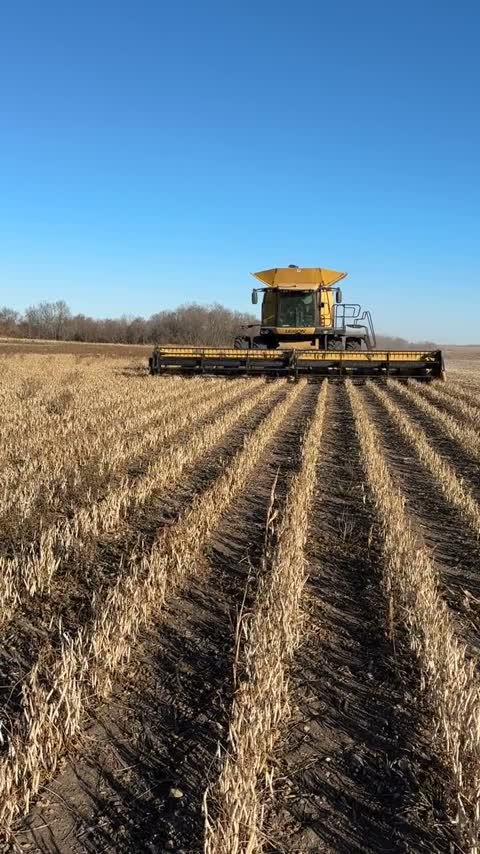 Combine harvesting edible beans head-on