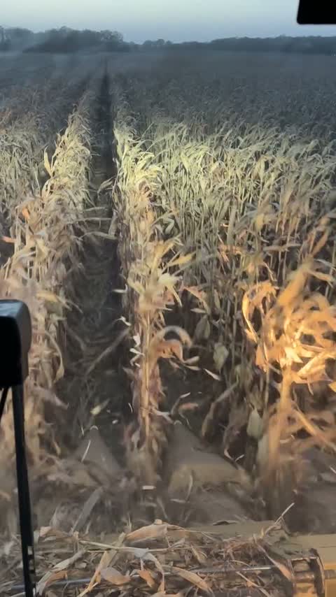 View over the corn header during harvest